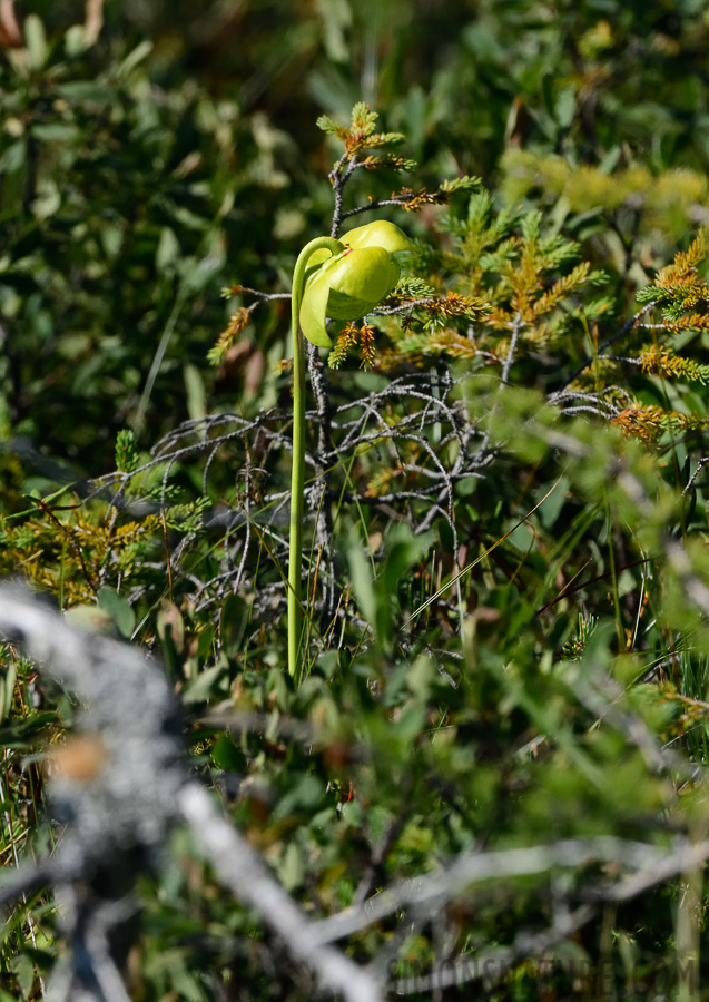 Sarracenia purpurea [400 mm, 1/2500 Sek. bei f / 11, ISO 1600]